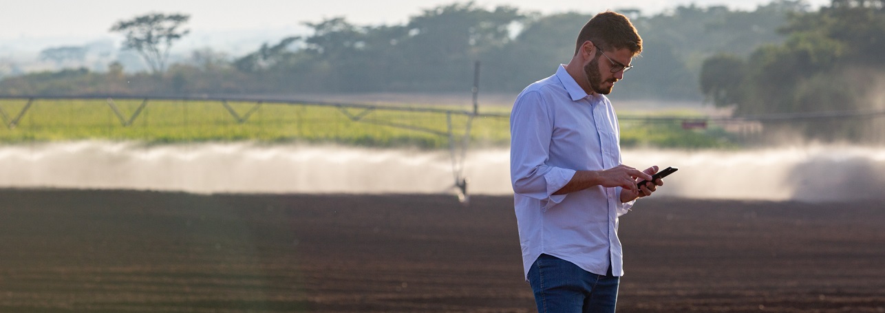 Irrigação possibilita o cultivo de batata doce e ajuda agricultor a diversificar seus negócios